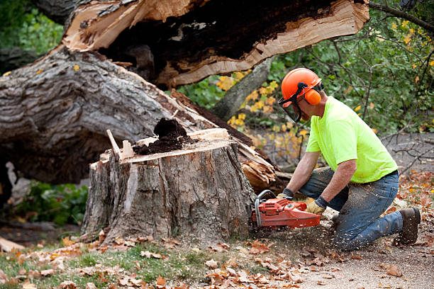 How Our Tree Care Process Works  in  Elk Grove Village, IL