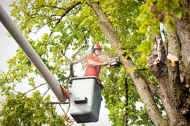 Trusted Elk Grove Village, IL Tree Services Experts